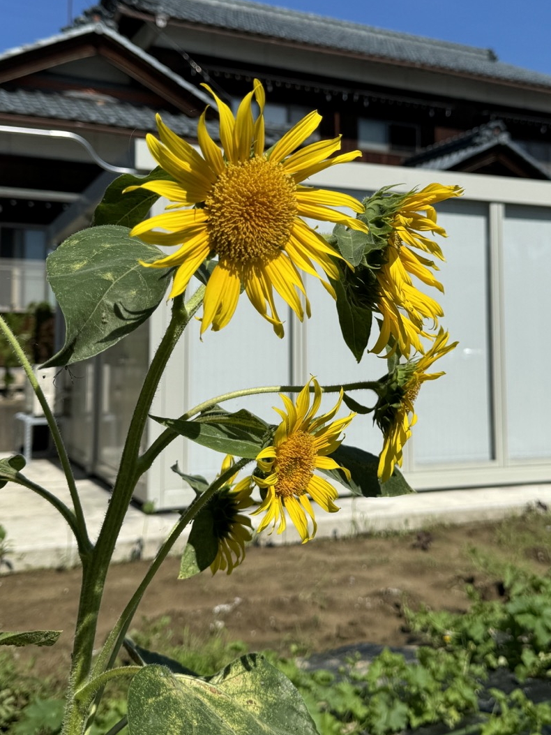 ひまわり交流。トンカンテラスに向日葵咲いた。【トンカン常連の佐藤さん文】